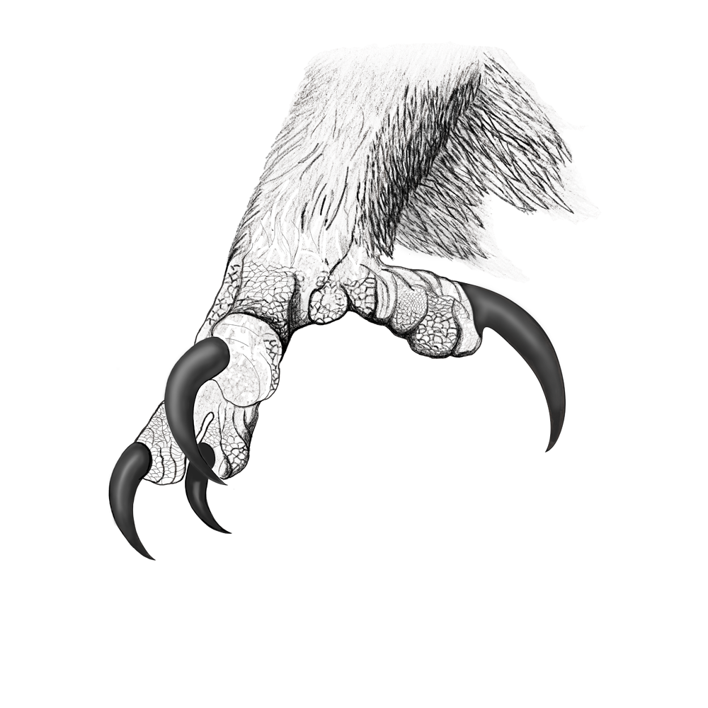 eagle1